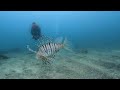 わの海　砂地のミノカサゴ