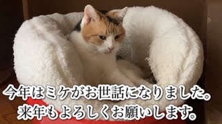 【三毛猫】今年はお世話になりました。（2022年12月31日）