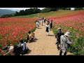 天空のポピー 4k poppy in the sky 2023 tenku_poppy 秩父 皆野町 walk