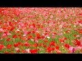 天空のポピー 4k poppy in the sky 2023 tenku_poppy 秩父 皆野町 walk