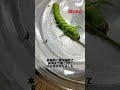 踊るイモムシ　 shorts insect 昆虫