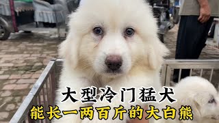 可遇不可求的冷门犬，能长一两百斤的大家伙！至今忘不了被扑瞬间