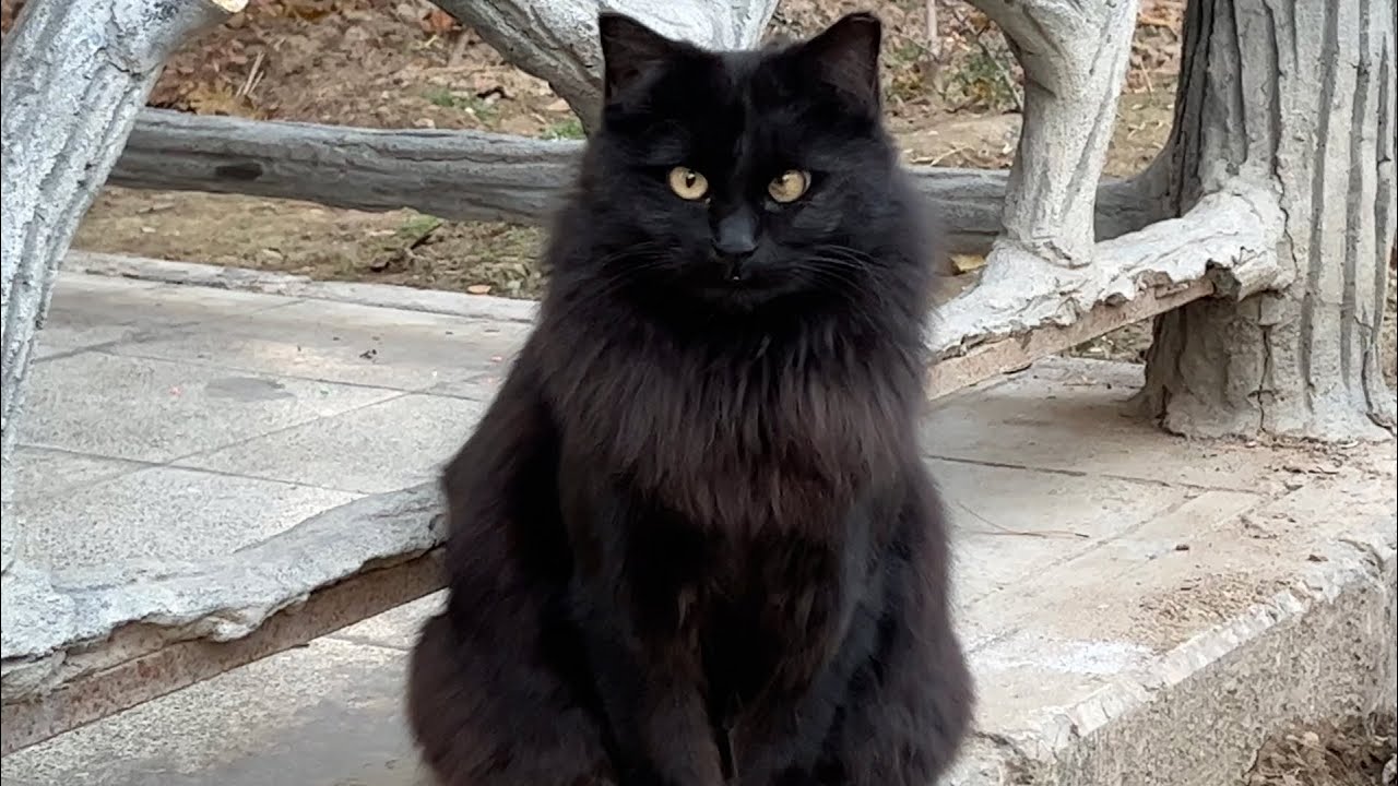 A Very Talkative Friendly Black Cat Youtube