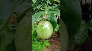 Family-style passion fruit cultivation