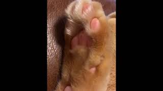 ピンクの肉球が動く猫   cat's paw so cute