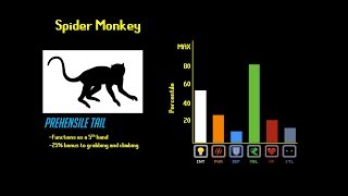 The Primate Tier List