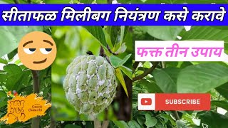 सीताफळ मिलीबग नियंत्रण कसे करावे |फक्त तीन उपाय #sitafal_mealybug_treatment |#सीताफळ|#sitafal|#nmk