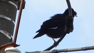 ハッカチョウ（八哥鳥）の鳴き声