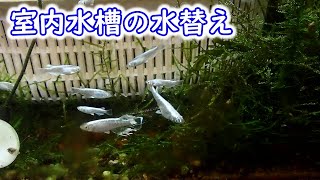 【めだか】室内水槽　何故水替えするのか？　Ｂ型おやじ　嫁ちゃん