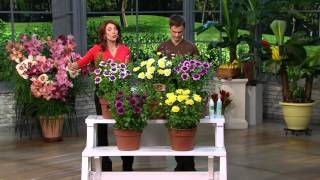 Roberta's 5-piece 24 / 7 Osteospermum 4D Series on QVC