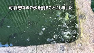 キリちゃんちの金魚、氷が張って可哀想だったから…