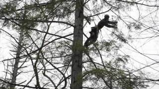 Adelgid treatment on hemlocks in the Smokies