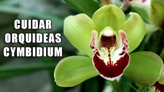 Cuidados de las Orquídeas Cymbidium en Casa