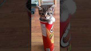 Funny animals 2023😆 - Funniest Cats and Dogs Video🐕🐈220 #shorts