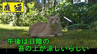 【庭猫】午後は日陰の苔の上が涼しいらしい