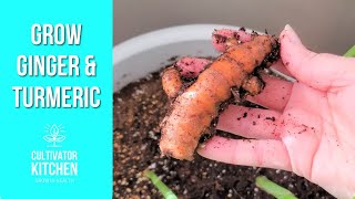 How To Grow Turmeric and Ginger Indoors