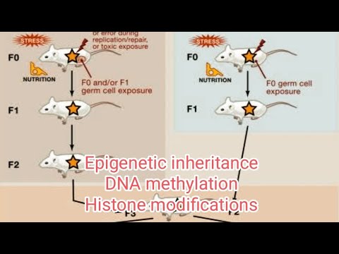Epigenetic Inheritance Dna Methylation Histone Modifications