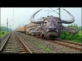 dangerous buffalo headed chhath puja special train furious moving throughout at railgate