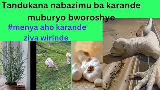 ibanga ryo kurwanya imyuka mibi ya karande ningaruka zayo