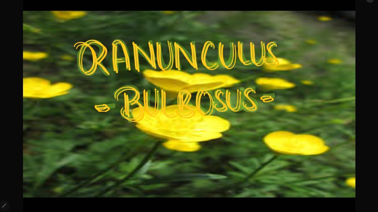 MEDICINE RANUNCULUS BULBOSUS - YouTube