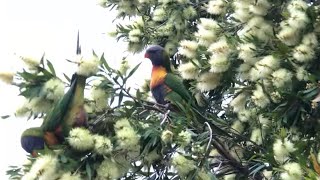 ゴシキセイガイインコ　Rainbow lorikeets suck nectar