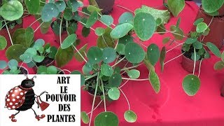 Conseils jardinage: Pilea peperomioides: Entretien et arrosage plante verte d'in