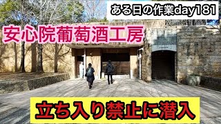 「ある日の作業」day181。農家の日常の1コマ！今回はオンラインツアー用の動画撮影！立ち入り禁止エリアで特別撮影！