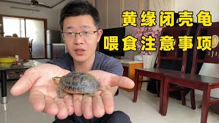 黄缘闭壳龟2024年第一次喂食：昨天清理了一下乌龟池，今天要开始正式喂食了，跟大家分享一下喂食经验