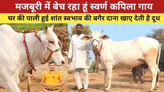 मजबूरी में बेच रहा हूं स्वर्ण कपिला गाय , बगैर दाना खाए देती है दूध , Haryana Cow For Sale ,