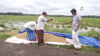 കോട്ടയത്തെ പാടശേഖരങ്ങളിൽ നെല്ല് സംഭരണം വൈകുന്നു കർഷകർ ആശങ്കയിൽ