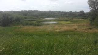 Bird watching with the RSPB