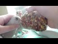 how to hand feed and tube feed baby pigeons