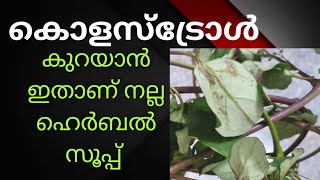 ചീത്ത കൊളസ്‌ട്രോൾ കുറച്ച് ആരോഗ്യം വീണ്ടെടുക്കാൻ തഴുതാമ സൂപ്പ്.