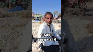 जावरा मंडी में आज का लहसुन का भाव। Jaora mandi Update bhav today garlic lashun bhav #mandi #shorts