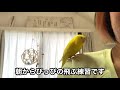 ぴっぴと飛ぶ練習 【セキセイインコ】buagerigar