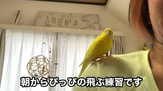 ぴっぴと飛ぶ練習 【セキセイインコ】Buagerigar