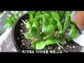 옛날게발선인장 크리스마스선인장 삽목이들을 옮겨 심었어요 i moved and planted cactus shovels for christmas.