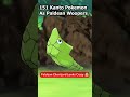 Pokemon Paldean Wooper: Metapod