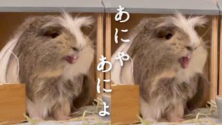 奥歯にごはん詰まってシーハー【モルモット】Food stuck in guinea pig teeth