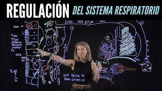 Regulación somática y autónoma de la respiración: receptores, sistema nervioso y efectores