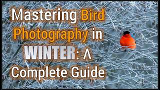 Mastering Bird Photography in Winter: A Complete Guide with Game-Changing Tips.