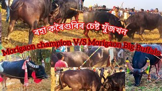 ।।Morigaon champion🏆 V/S Munia Ali।। _Buffalo in Assam_#buffalo #viralvideo #trending #new#youtube