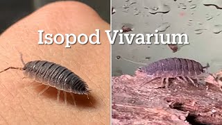 Setting up an Isopod Vivarium