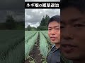 ネギ畑の雑草を退治する。除草作業を頑張りました 農作業 農業 shorts s