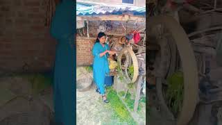 Kon disha mein #shorts #shortvideos #shortsviral #viralreels #views #village #grass #viralvideos