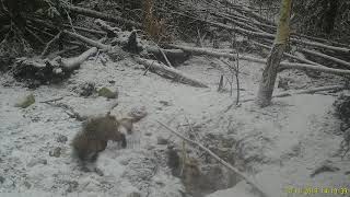 Supikoira kurjana Raccoon Dog losing UNG