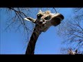 宇都宮動物園アミメキリン_ハツカさんにおやつをあげよう