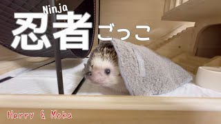 忍者ごっこするハリネズミ　                                           A hedgehog playing ninja