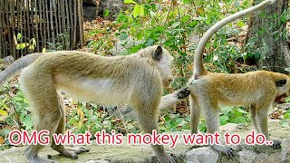 Monkey fuck