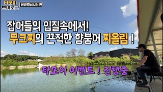 가을 향붕어의 찌올림 (쌍방죽낚시터)   EP.14  #향붕어 #편대낚시#찌올림